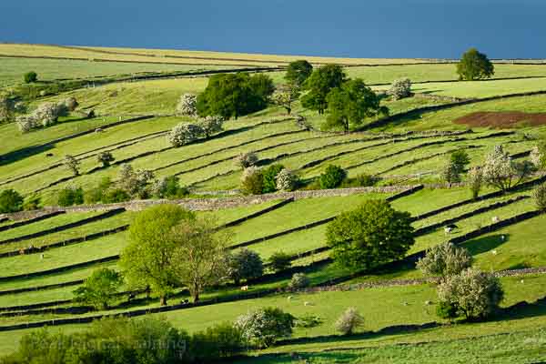 Fields and drystone walls in the Peak District. Photo © Chris James