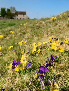 Mountain pansies and Peak District cottage. New location for Peak District photography courses by Peak Digital Training.