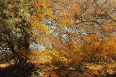 Peak District autumn landscape photography course near Sheffield