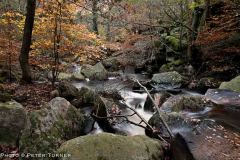 Autumn-leaves
