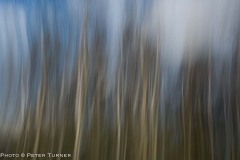 ICM-trees