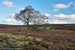 Lone-Tree-2